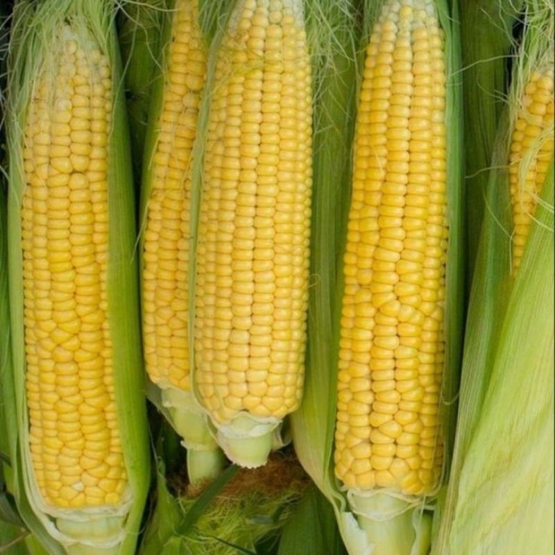 

JAGUNG FRESH 1 PCS +-300G