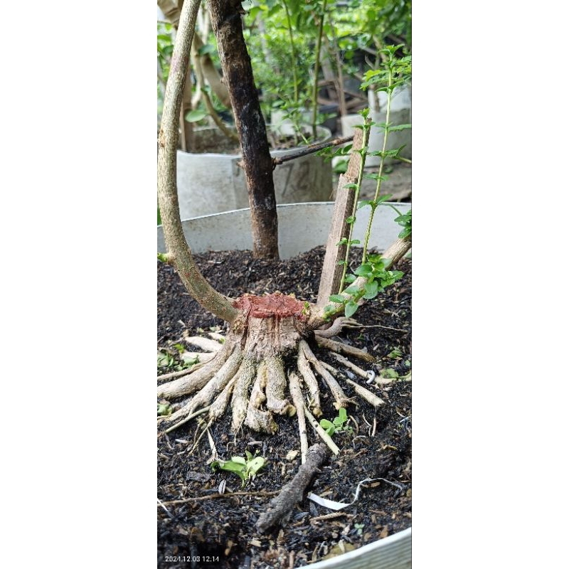 BONSAI SANCANG PROKAR PROSPEK