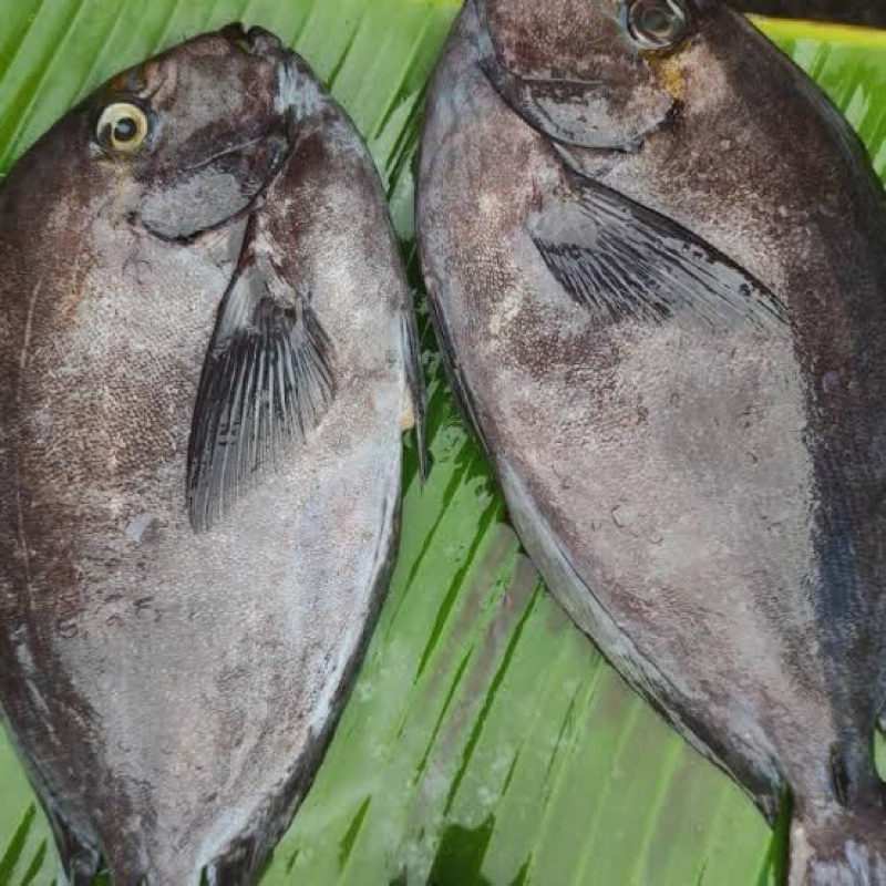 

Ikan Tawassang
