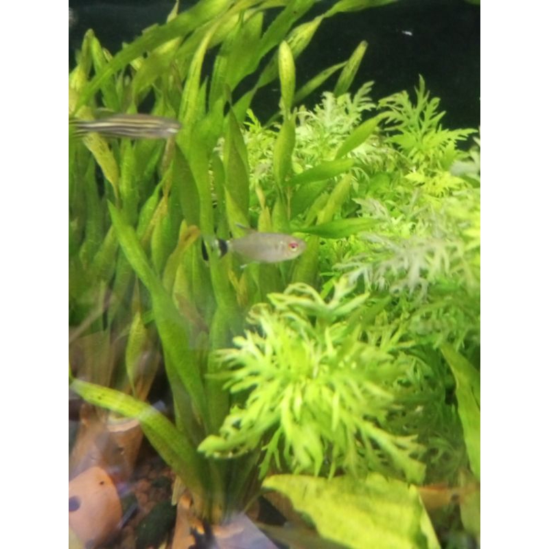 

paket ikan bersih-bersih 10ribu