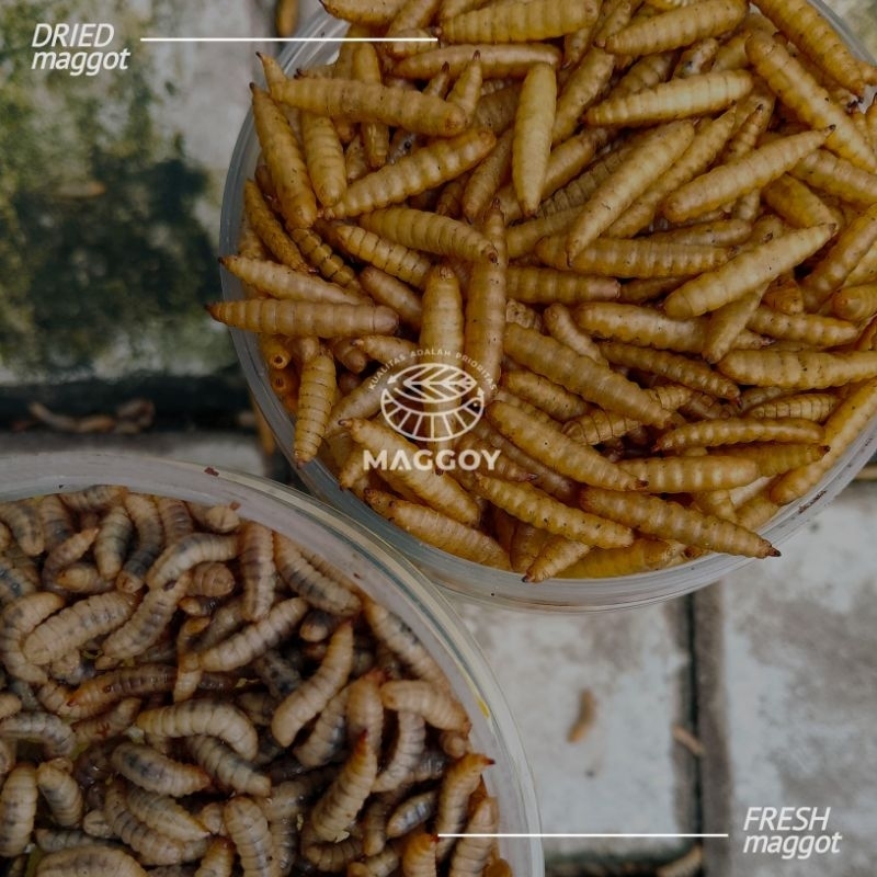 Maggot kering 1kg premium magot kering 1 kg magot kering bsf pakan ikan channa arwana koi pakan tern