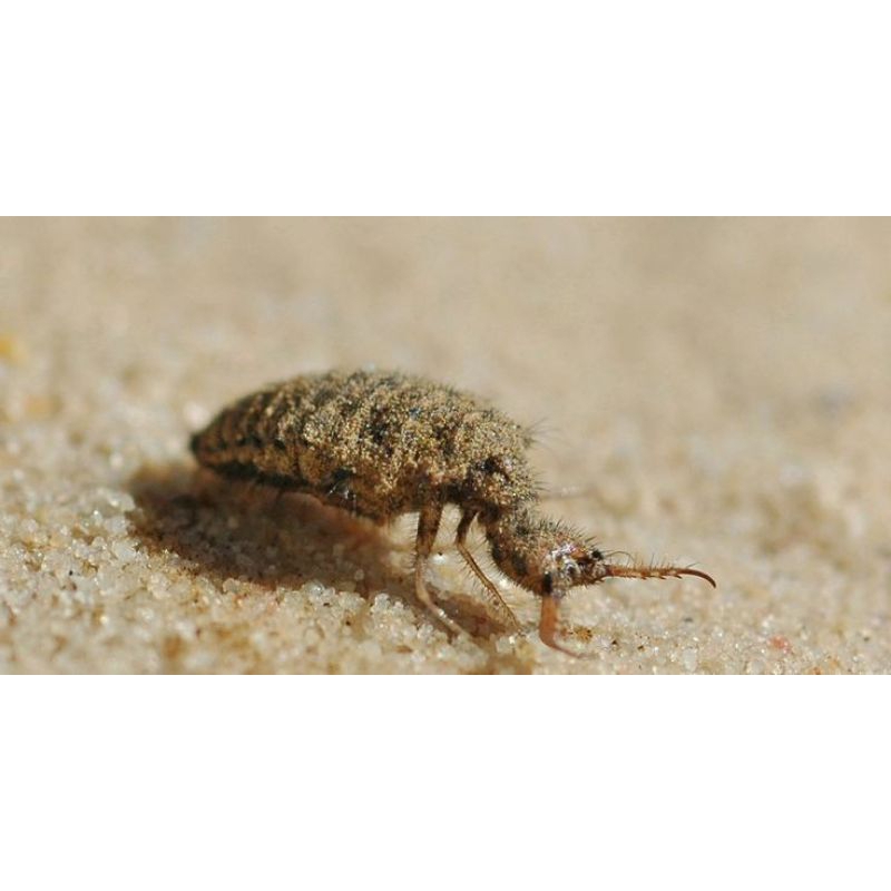 

undur undur masih hidup siap jadi obat diabetes 25ekor