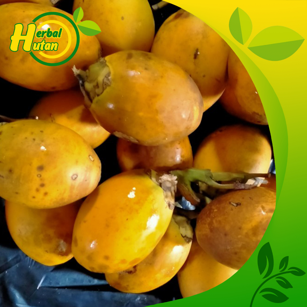 

Buah Pinang Tua Jambe 500g Bersih Gelotokan fressssh