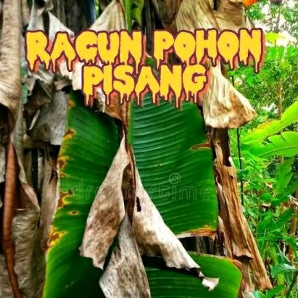Racun Pohon PISANG, model KAPAS RACUN  Mati sampai ke akarnya...