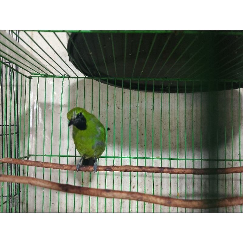 Burung Cucak Ijo Mini Bahan Rawatan
