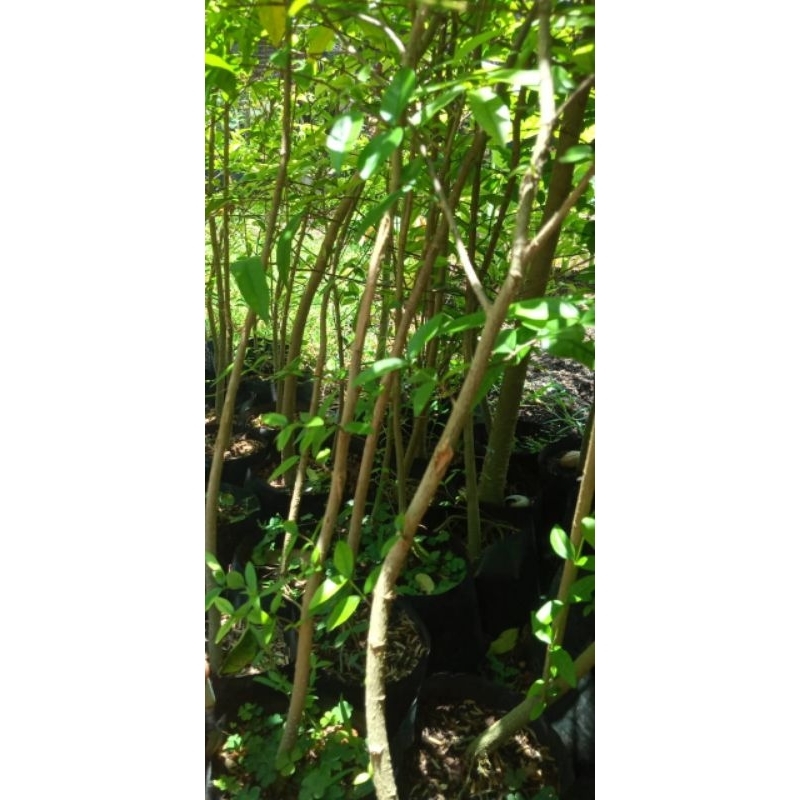 bibitAnput