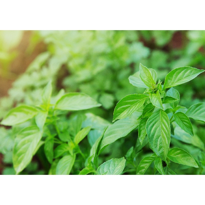 

[100 GRAM] Daun Kemangi 100 gr