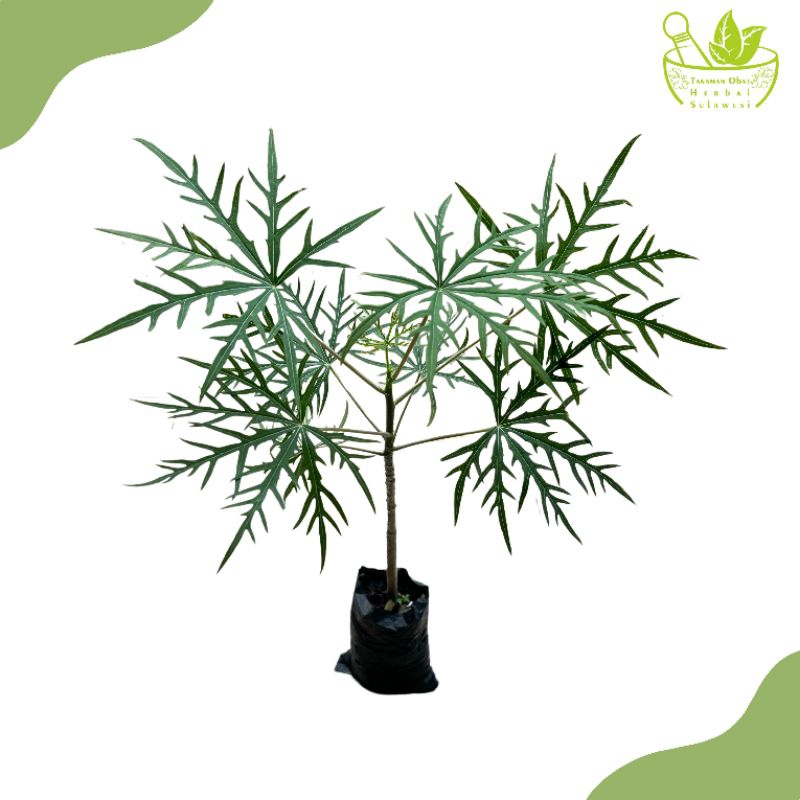 Tanaman Herbal Yodium/Jarak Cina/Tintir/Bibit Tanaman Yodium Pohon Betadine