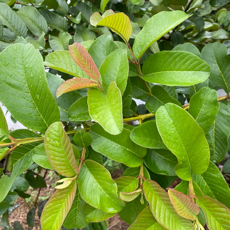 

Daun Jambu Biji Muda Fresh Organik di Petik Lansung Kemasan 250 gram