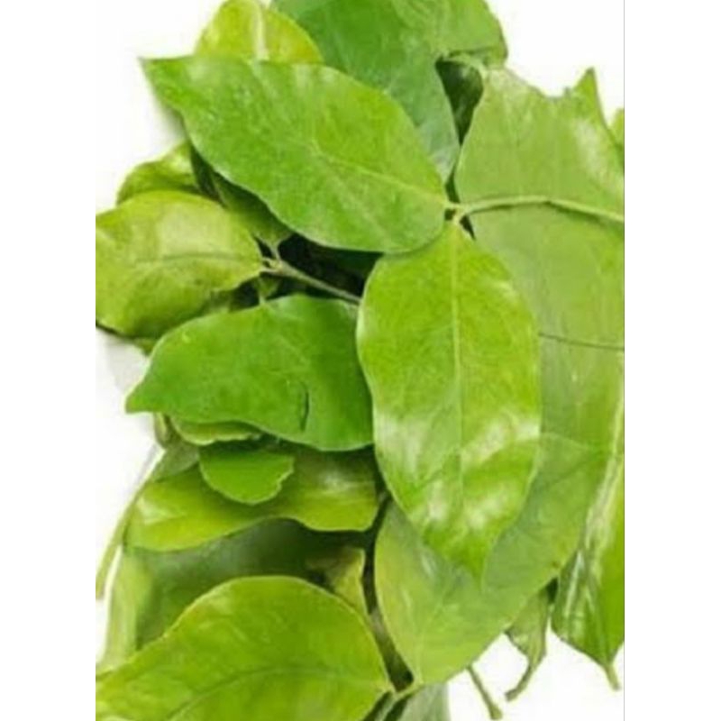 

DAUN MELINJO MUDA 10RB