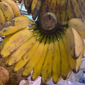 

Pisang Kepok Kuning