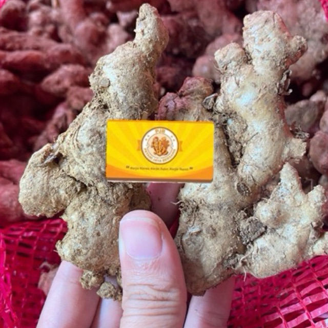 

Jahe Emprit Pacitan 4KG (paket grosir)/ FRESH/SEGAR REMPAH/ JAHE PUTIH