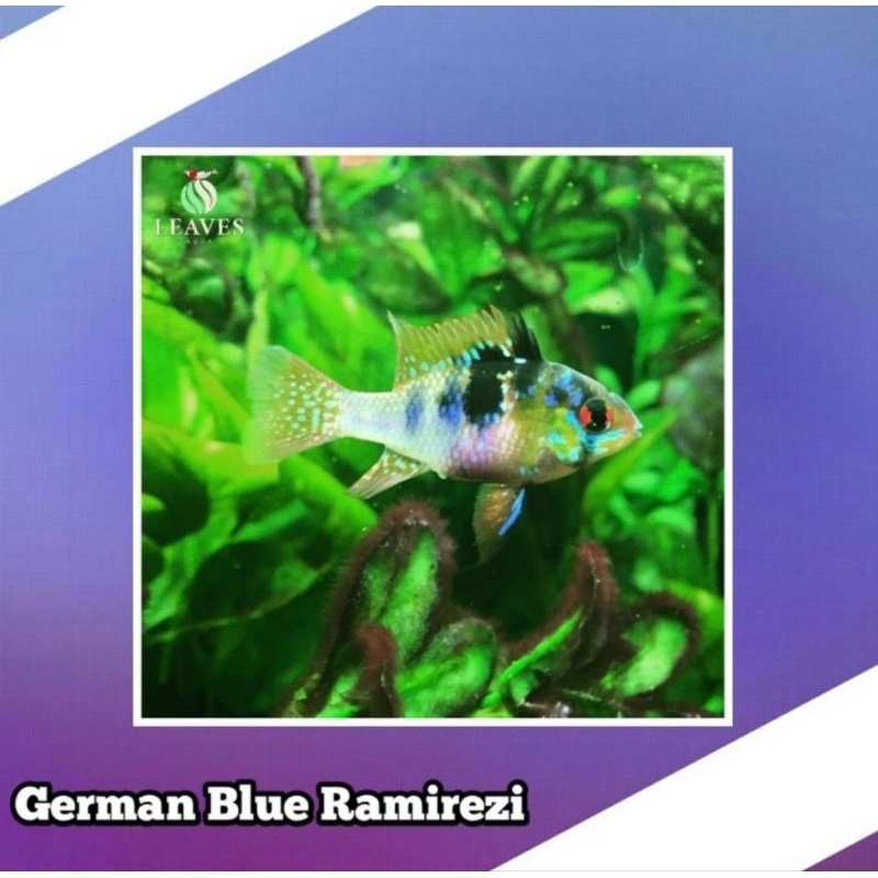 ramirezi german ikan hias aquascape
