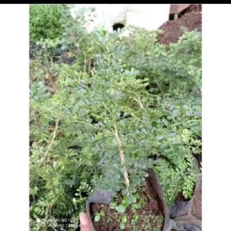 biji benih kawista batu atau kawista kerikil bahan bonsai isi 15 butir