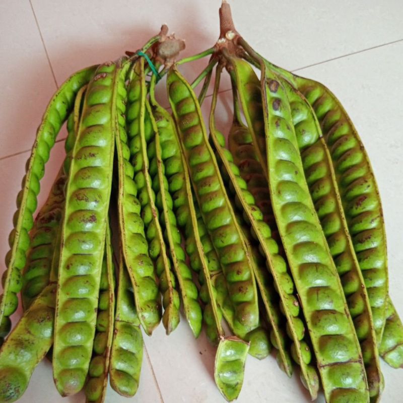 

Pete padi asli pangandaran