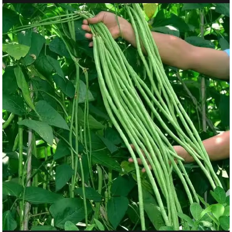 

35 Biji Benih Kacang Panjang super Hitam Sayuran Bibit Unggul