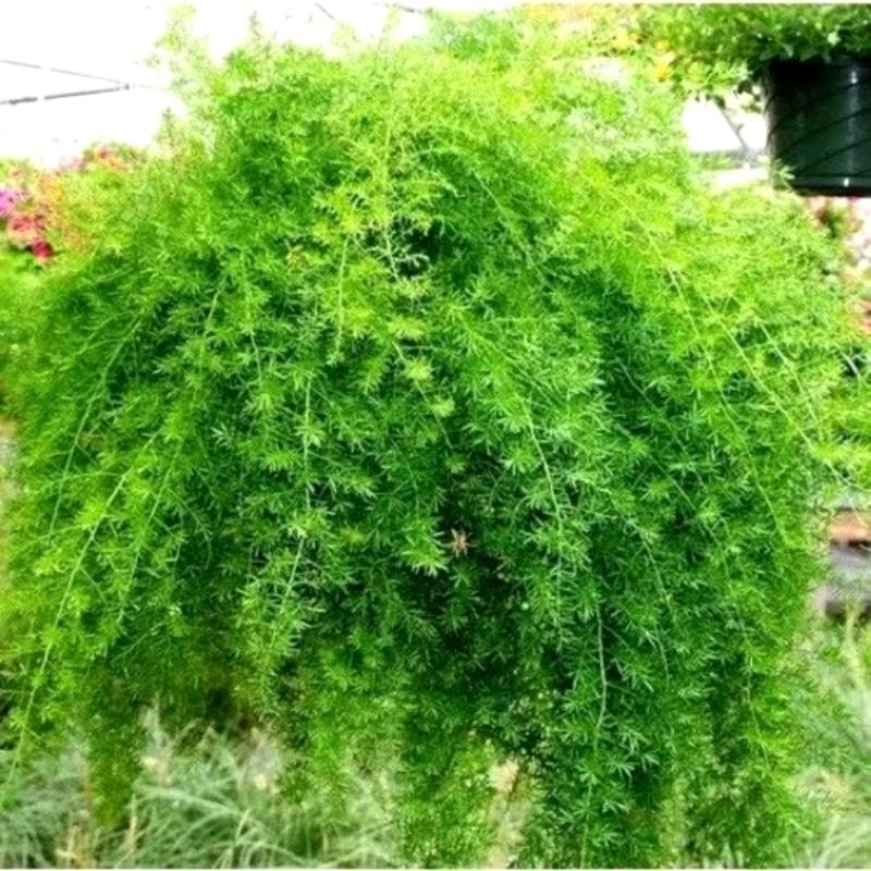 Tanaman Krisdoren Hijau - Asparagus Fern - Springeri - Cemara Krisdoren