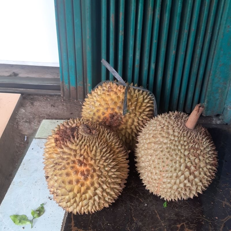 

Buah Durian Asli Jepara