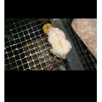 Hamster Winter White Golden Indukan