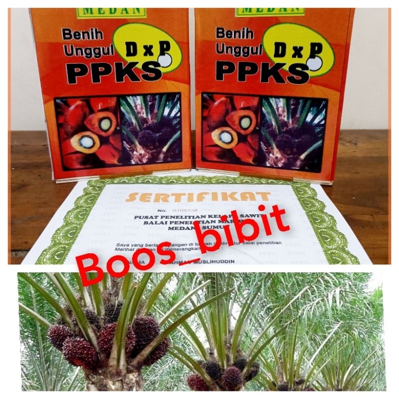 kecambah bibit sawit ppks unggulan