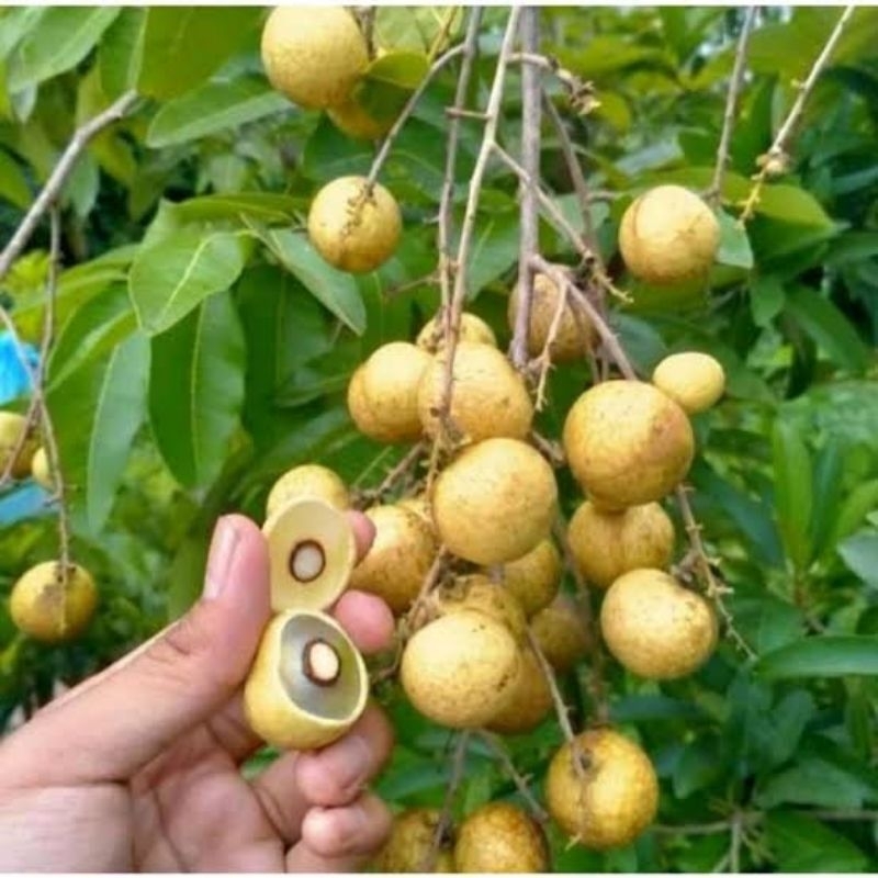 

kelengkeng diamond berbuah manis