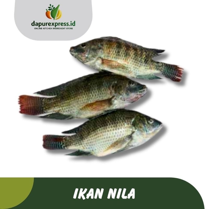

IKAN NILA SEGAR