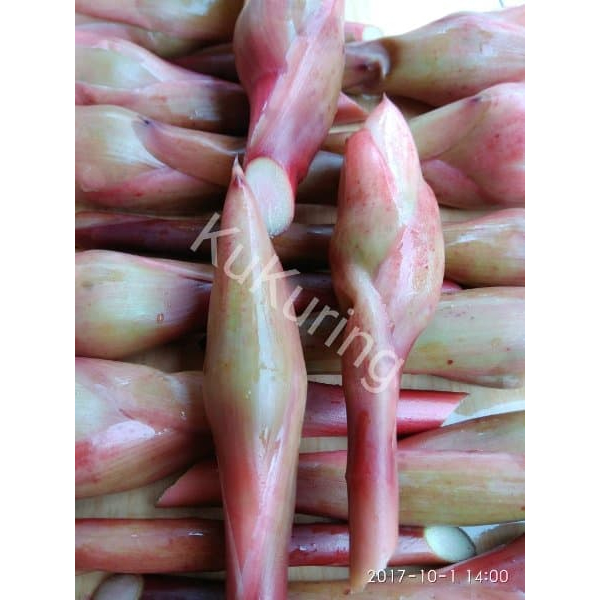 

Bunga Kecombrang segar 250 gram