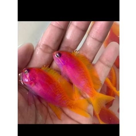 Ikan Hias Laut Anthias Violet/Bimac