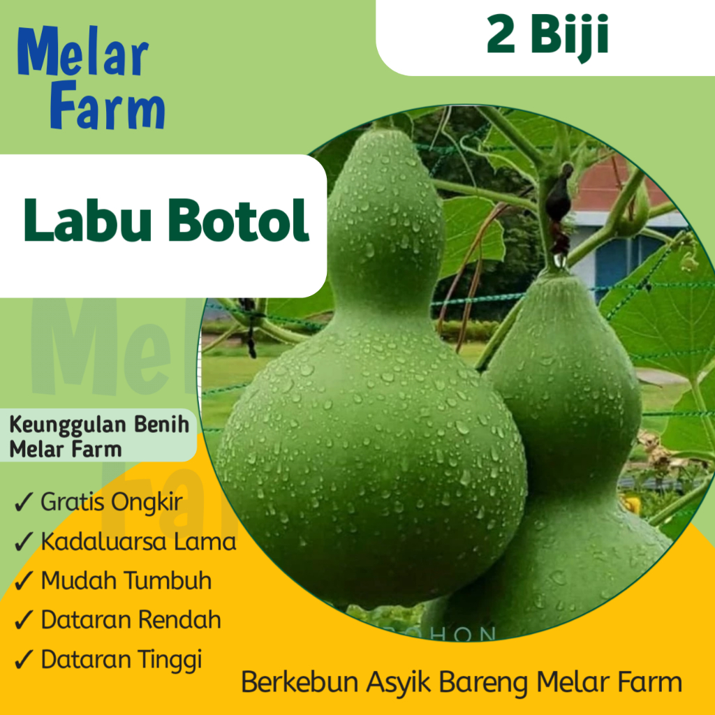 2 Benih Labu Botol / Labu Kendi Squash - Bibit Labu Air - Bibit Buah