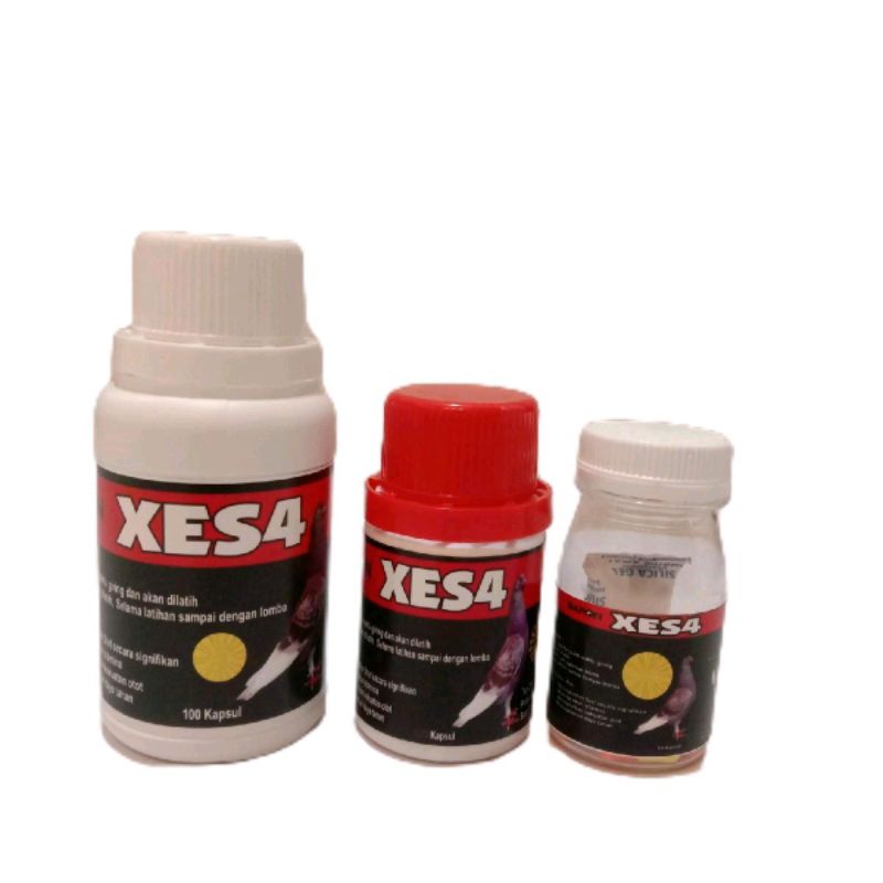 Xes4 | Merpati Baron | untuk stamina merpati