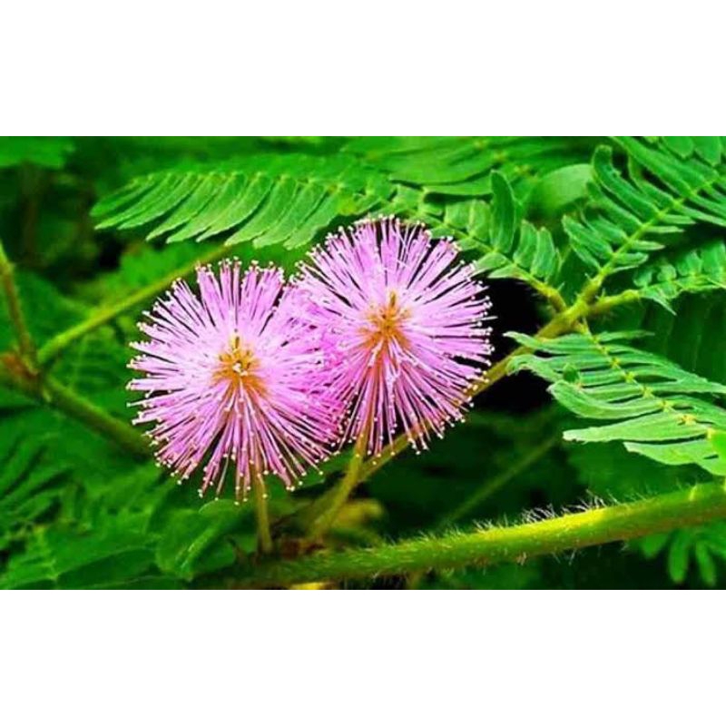 

daun putri malu segar fres 400grm