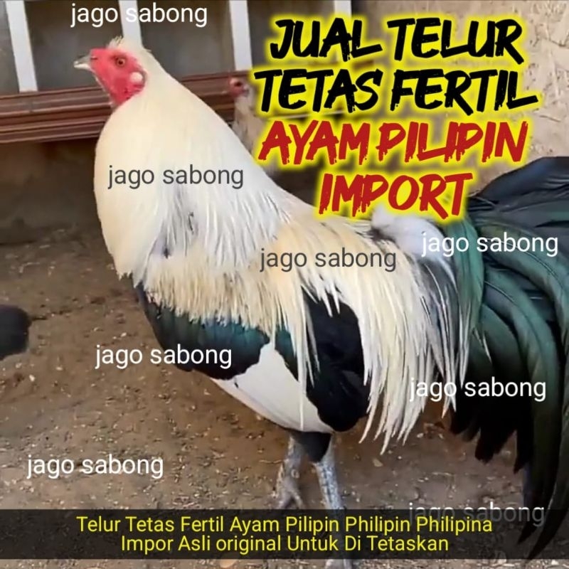 Telur Ayam Tetas Fertil Pilipin Philipin Philipina Pure Import Impor Siap Untuk Di Tetaskan Asli Ori