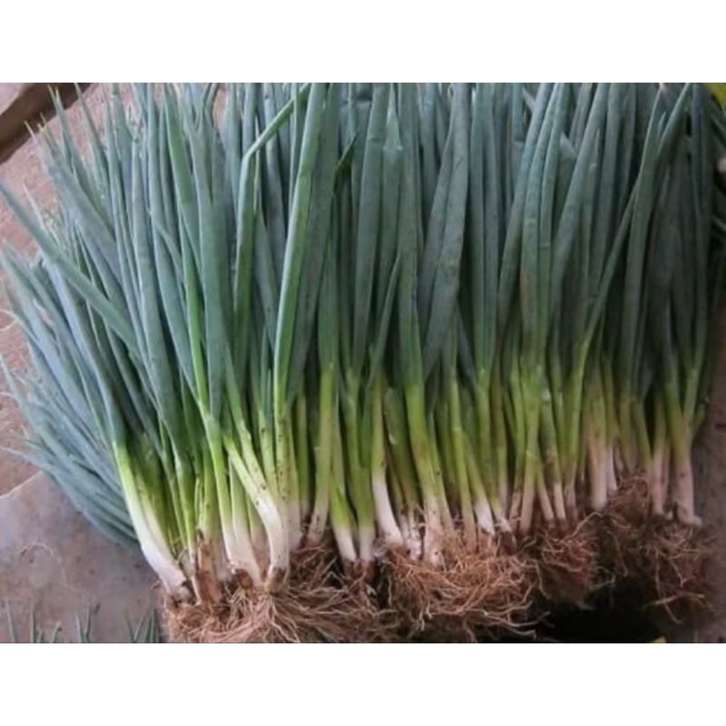 

Daun Bawang 150 gr