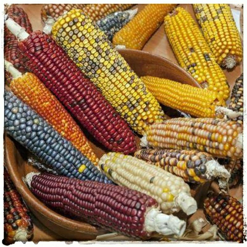 

- Jagung segar, Jagung Ketan, Jagung pulut, Jagung Anak - Pasar pagi instant pekanbaru