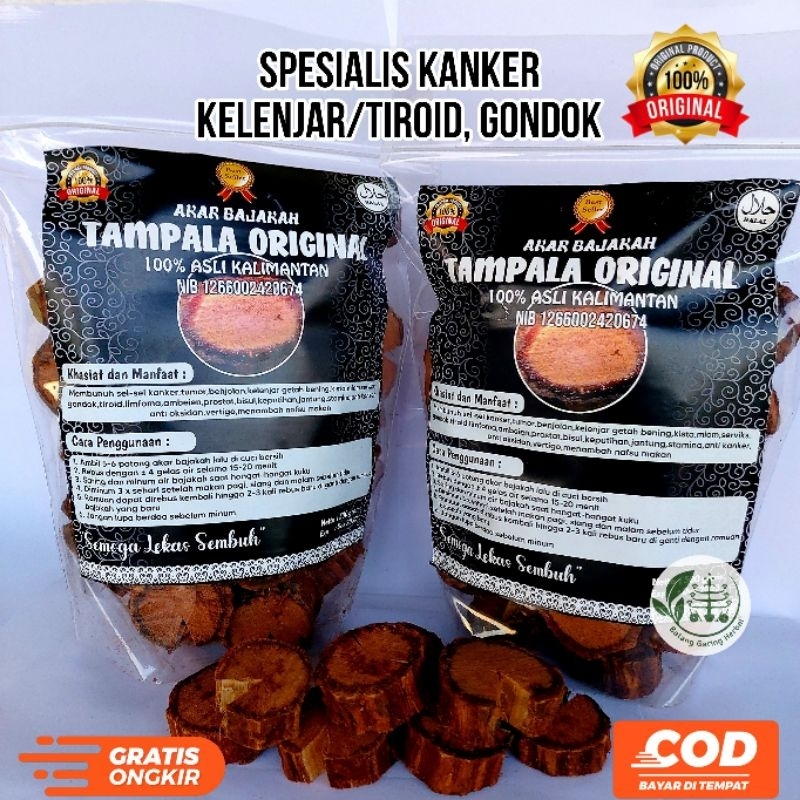 AKAR BAJAKAH TAMPALA OBAT AMPUH KANKER/TUMOR PAYUDARA/KELENJAR GETAH BENING/TIROID/LIMFOMA/BENJOLAN/