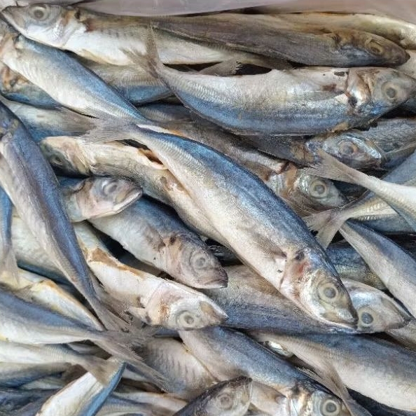 

ikan asin,pedo asin,iwak gereh asin super,ikan pedo layang