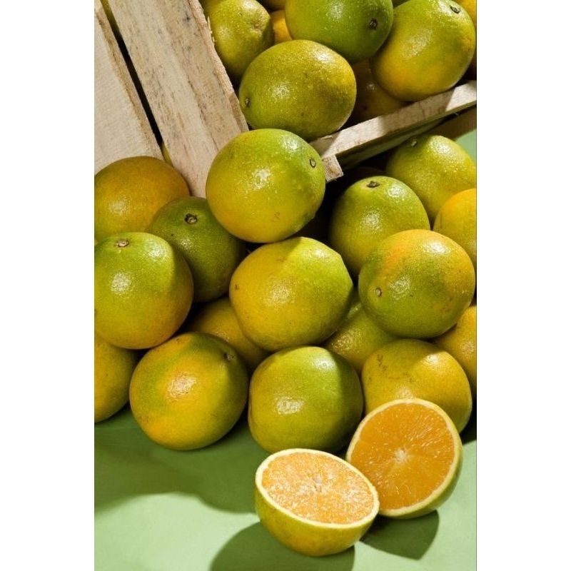 

buah jeruk iris manis 1kg. jeruk peras segar.redy