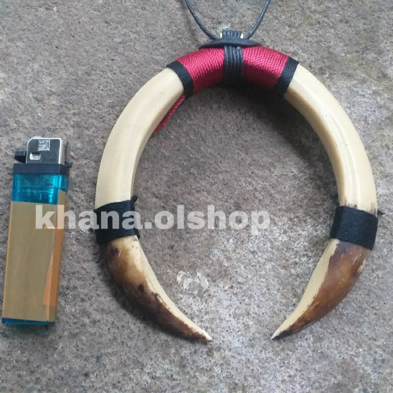Kalung Taring Babi Sepasang Jumbo