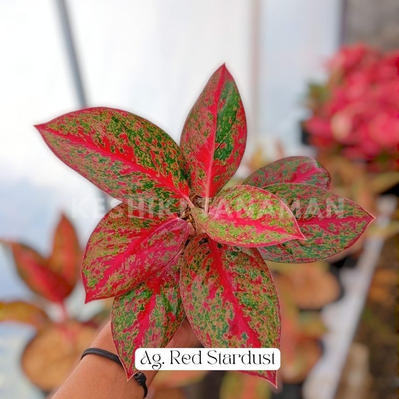 Aglonema Red Stardust Dewasa daun 5-6-7 (Termurah)