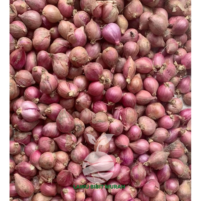 

lawu bibit - 100 gram bibit bawang merah premium siap tanam