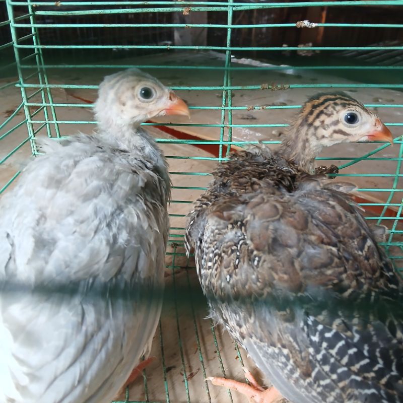 Ayam Mutiara Anakan 2 Ekor [Wajib Chat Dulu]