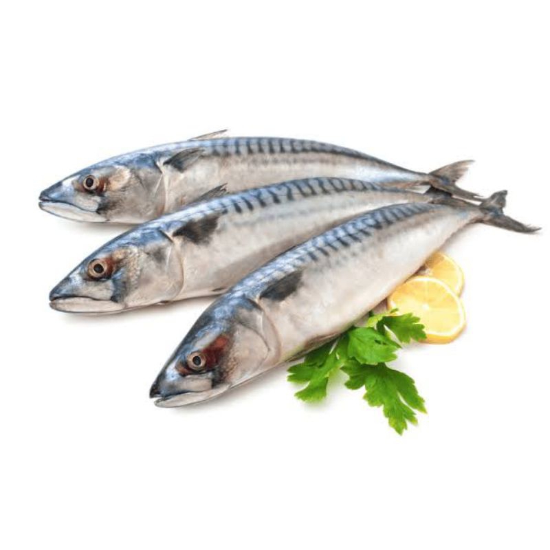 

Lajang Salmon Segar