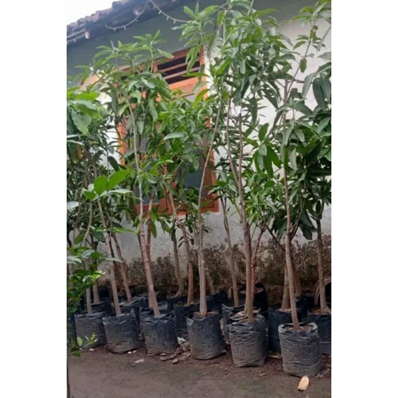 bibit mangga arumanis