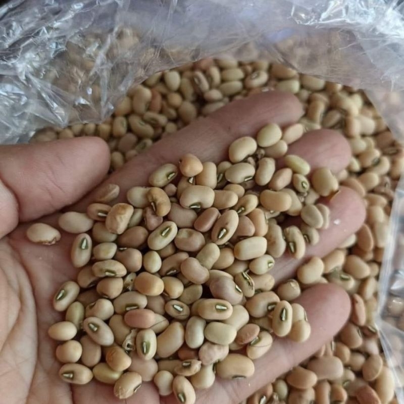 

Kacang Tunggak Tolo Otok Dadap Landes Lokal isi 500gram