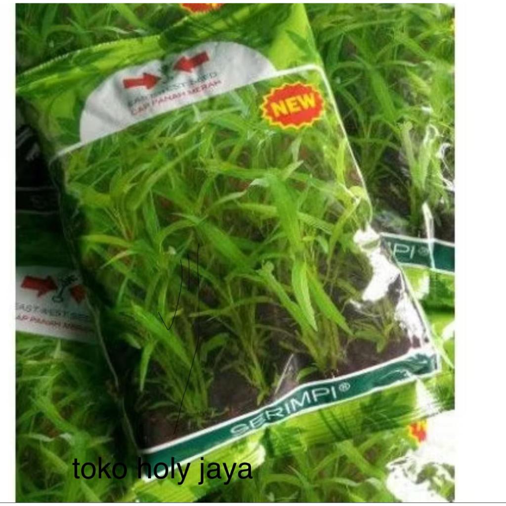 ( 1 KG ) Benih kangkung daun sempit SERIMPI 1kg srimpi panah merah