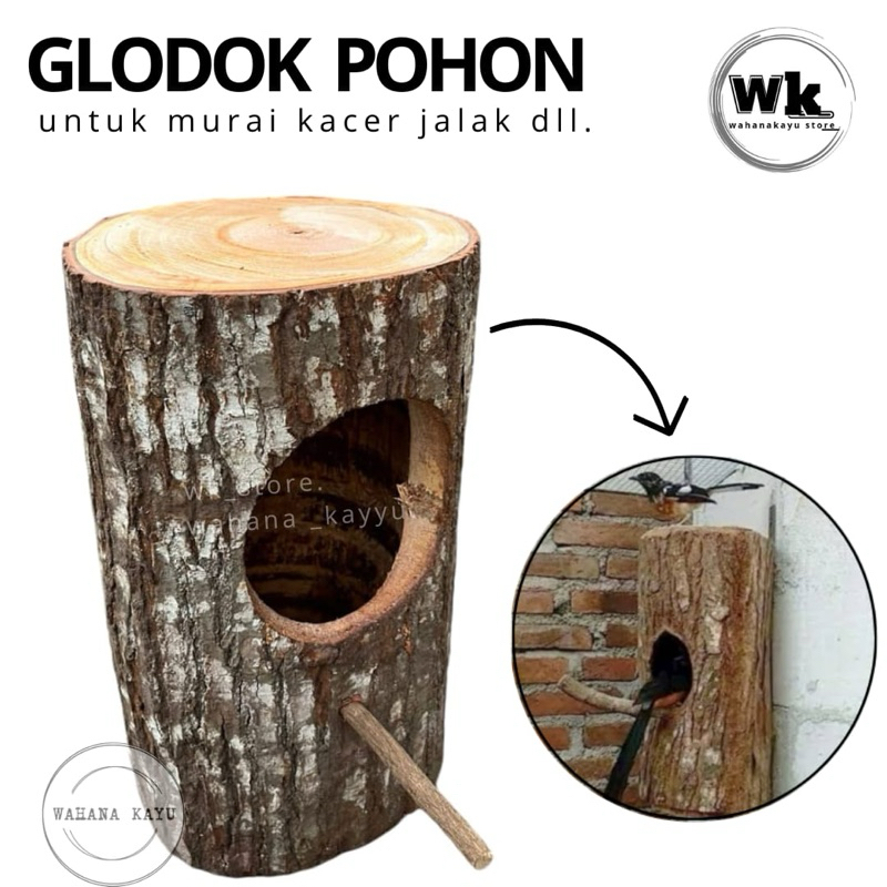 glodok pohon glodok murai kacer jalak | sarang burung alami  batang pohon
