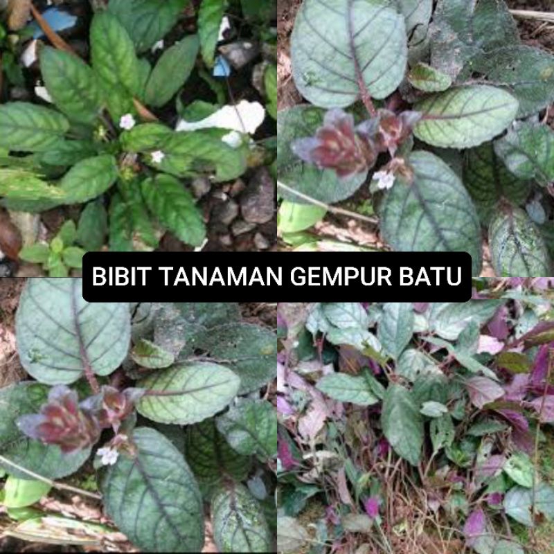 Promo Bibit tanaman herbal (gempur batu) siap tanam