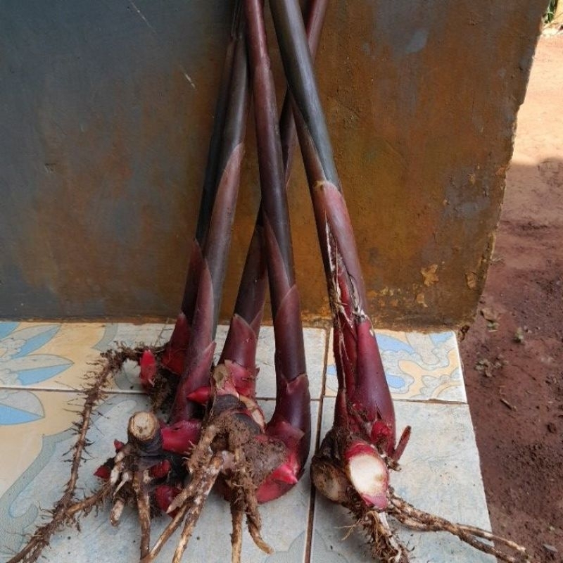 

1 bibithonjelaka/honjemerah
