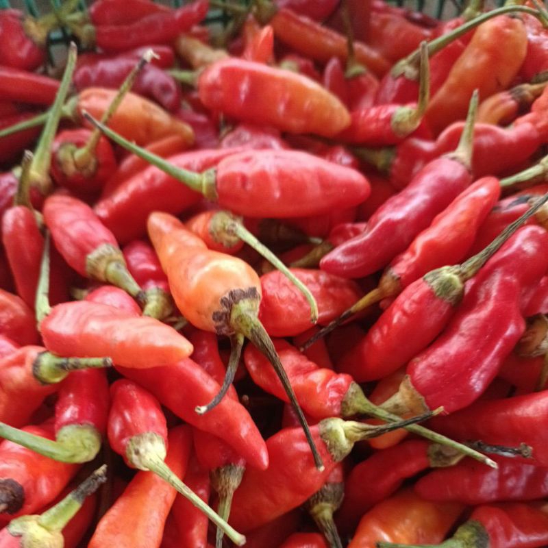 

RAWIT ORI PEDAS JBL. berat bersih 1kg premium