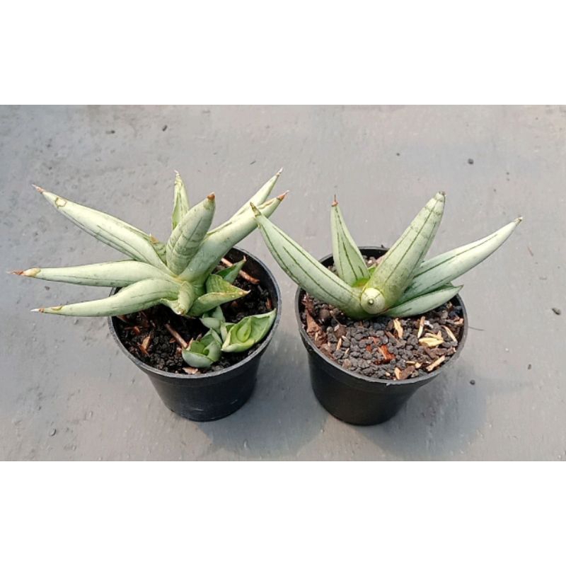 Sansevieria Boncel silver +  Platinum (cross type)